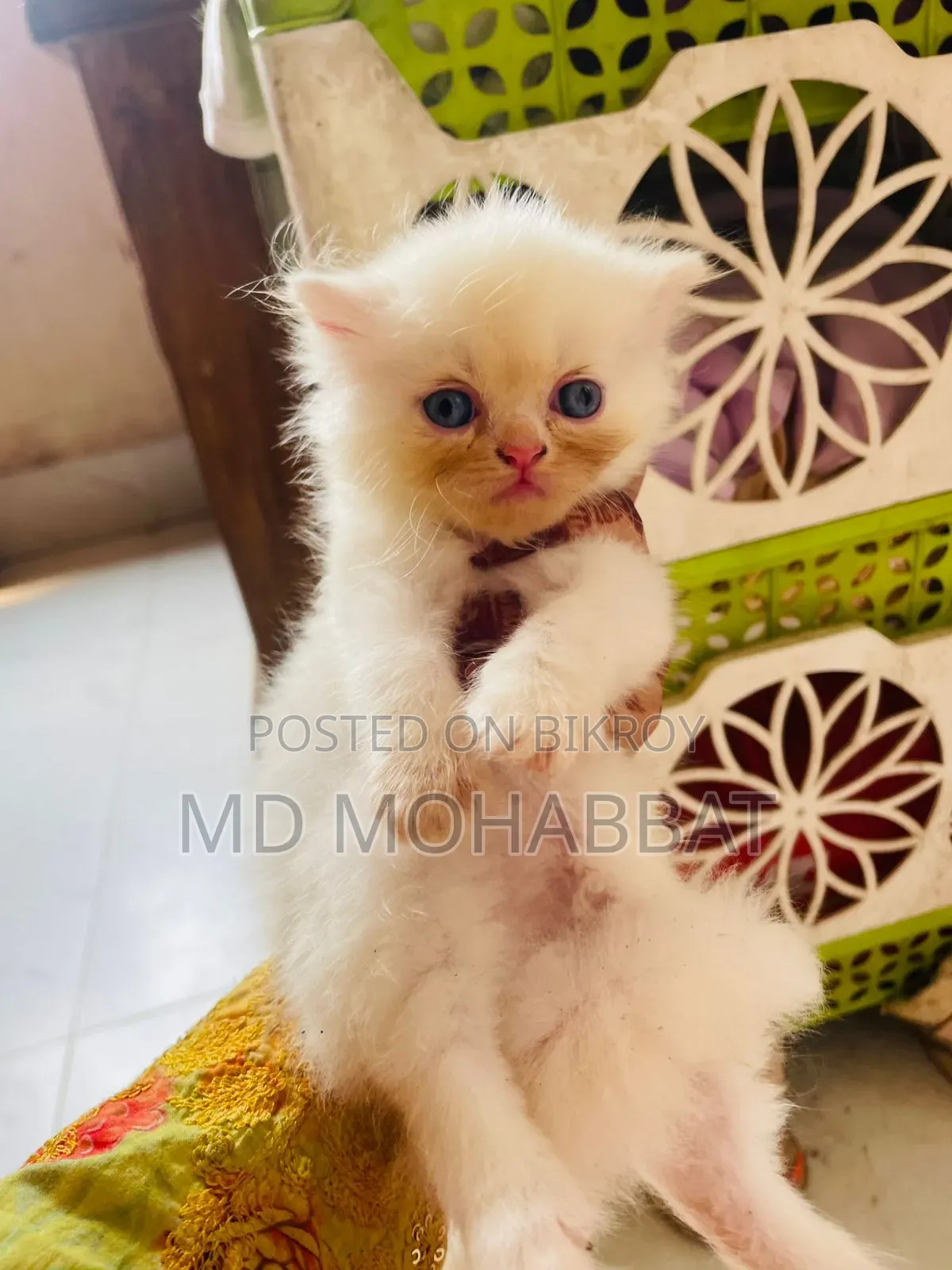 0-1 Month Male Purebred Persian