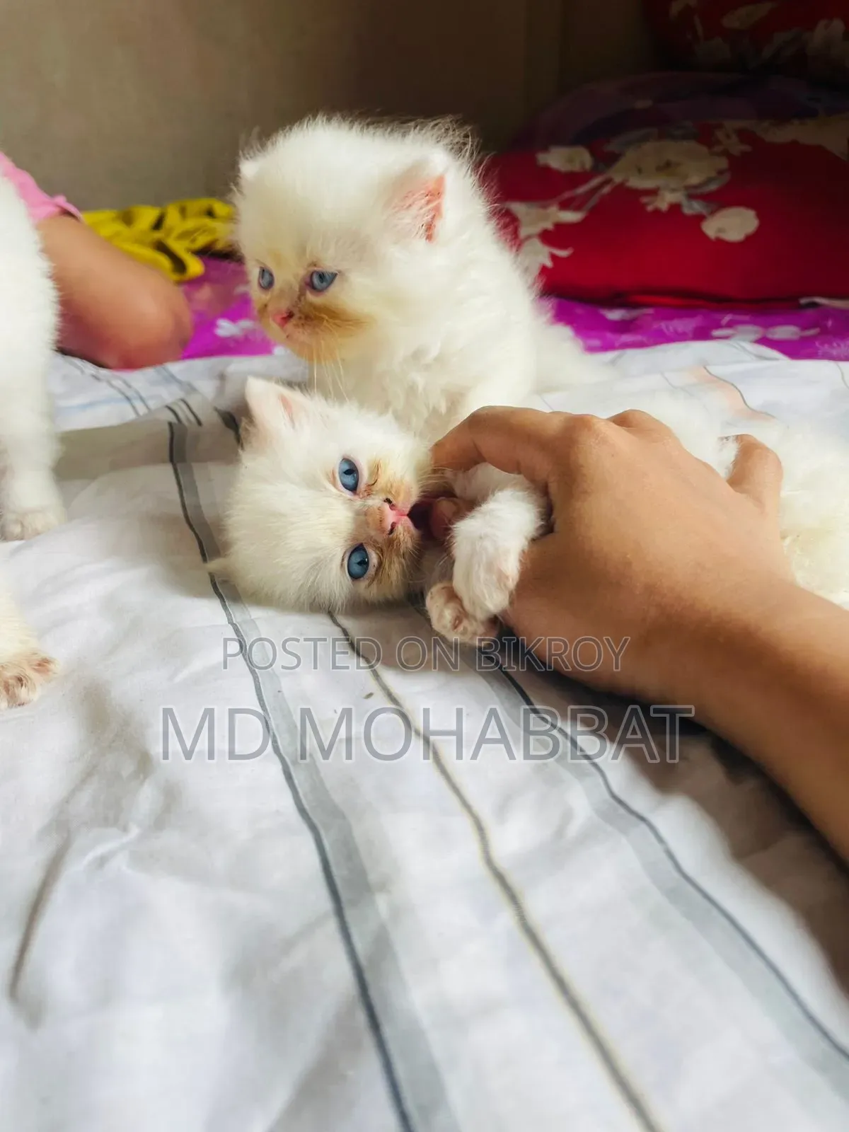0-1 Month Male Purebred Persian