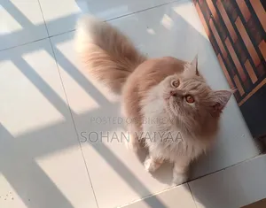 1+ year Male Purebred Persian Cat