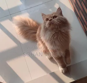 1+ Year Male Purebred Persian