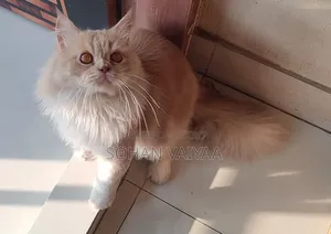 1+ Year Male Purebred Persian