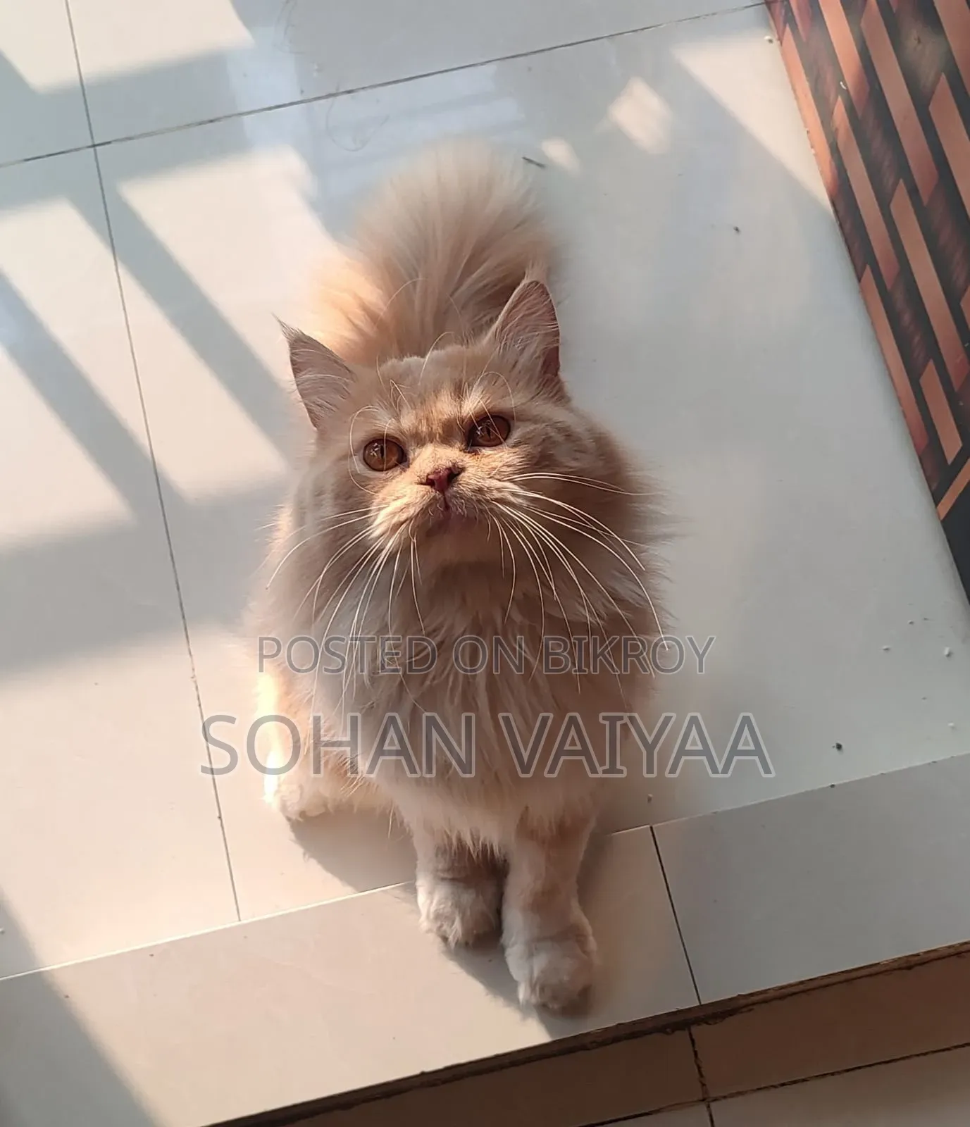 1+ Year Male Purebred Persian