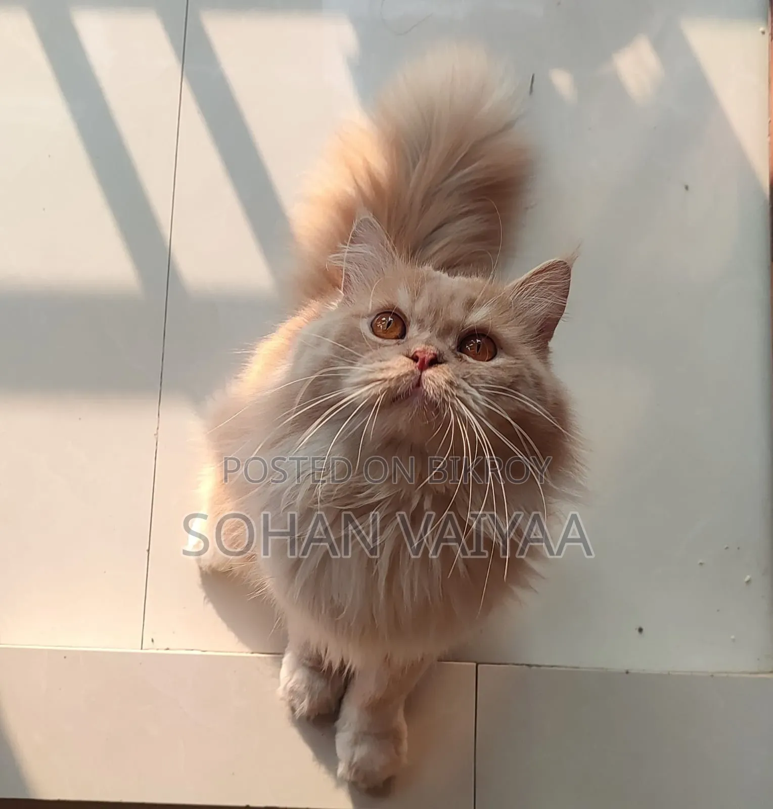 1+ Year Male Purebred Persian