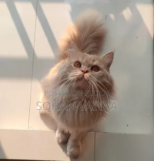 1+ Year Male Purebred Persian