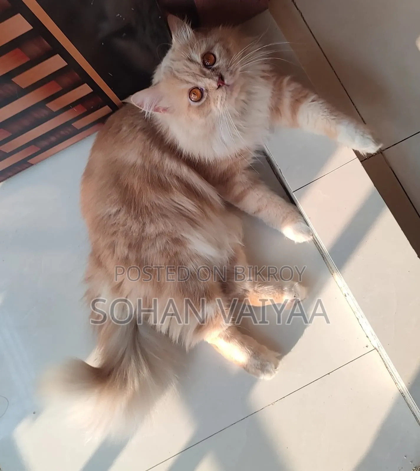 1+ Year Male Purebred Persian