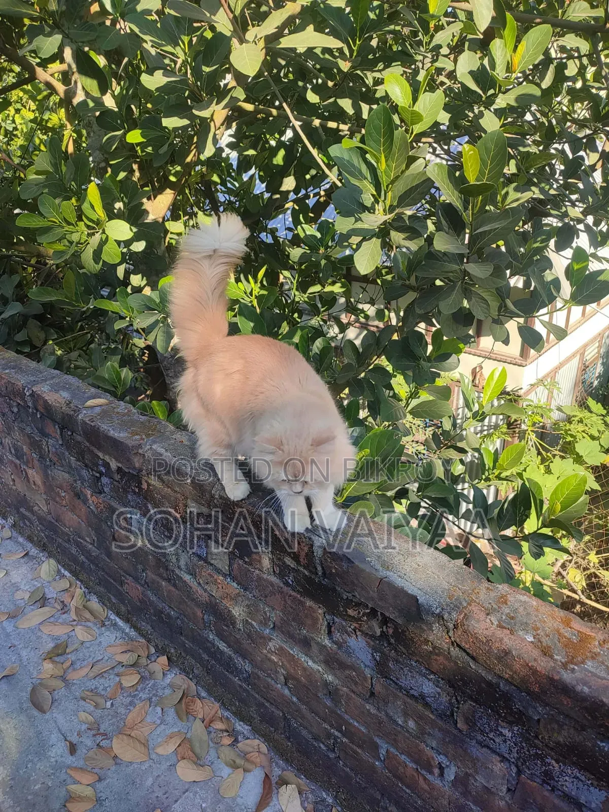 1+ Year Male Purebred Persian