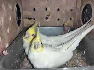 রানিং লুটিনো ককাটেল বাচ্চা সহ