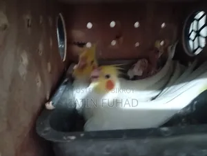 Running Lutino Cockatiel with chick