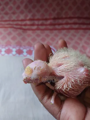 Cockatiel Baby Tame Size