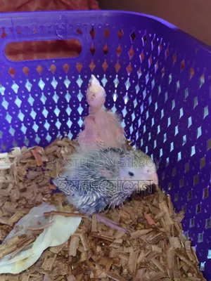 Cockatiel Baby Tame Size