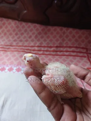 Cockatiel Baby Tame Size