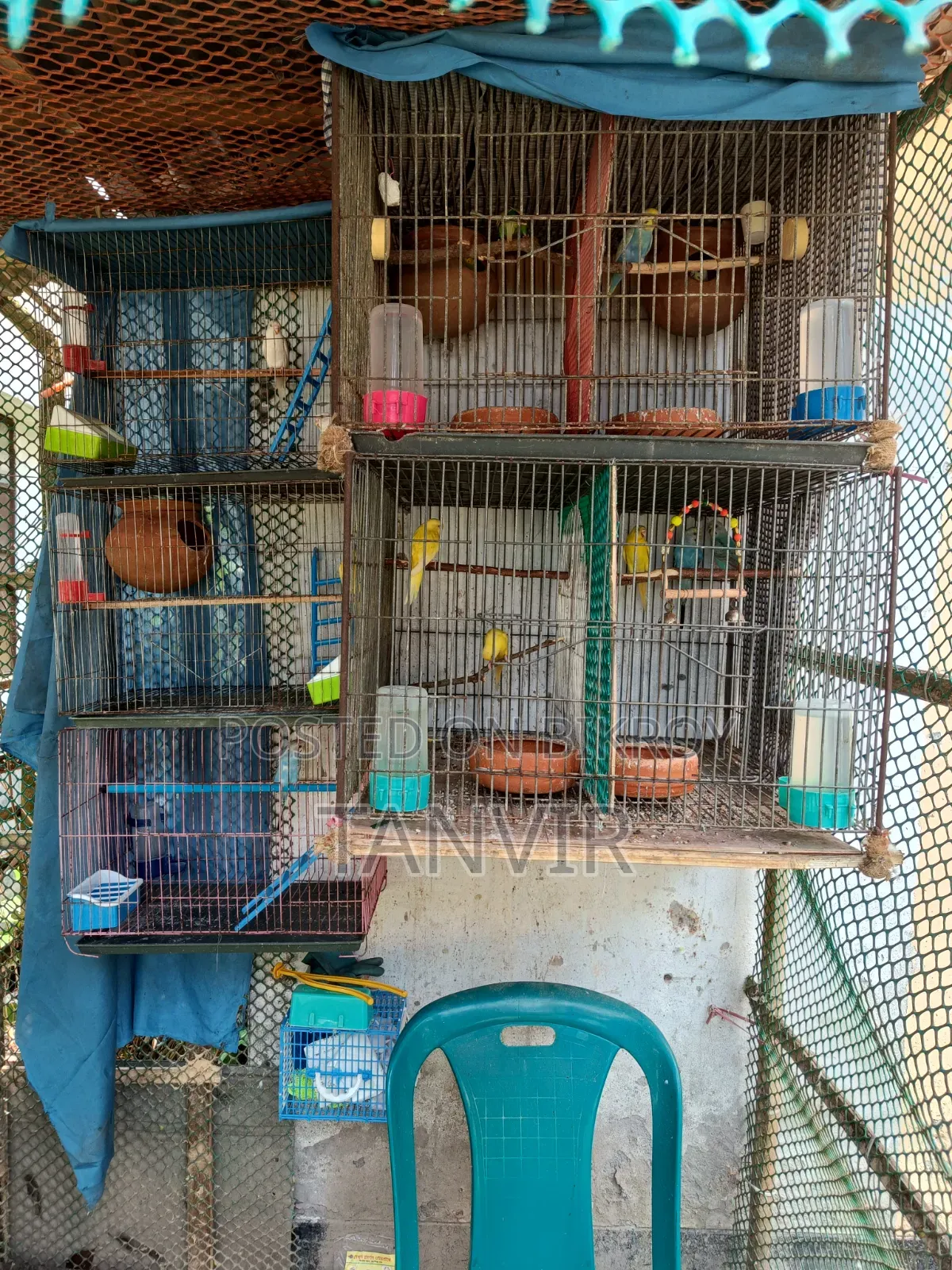 বাজরিকা পাখি
