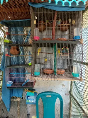 বাজরিকা পাখি