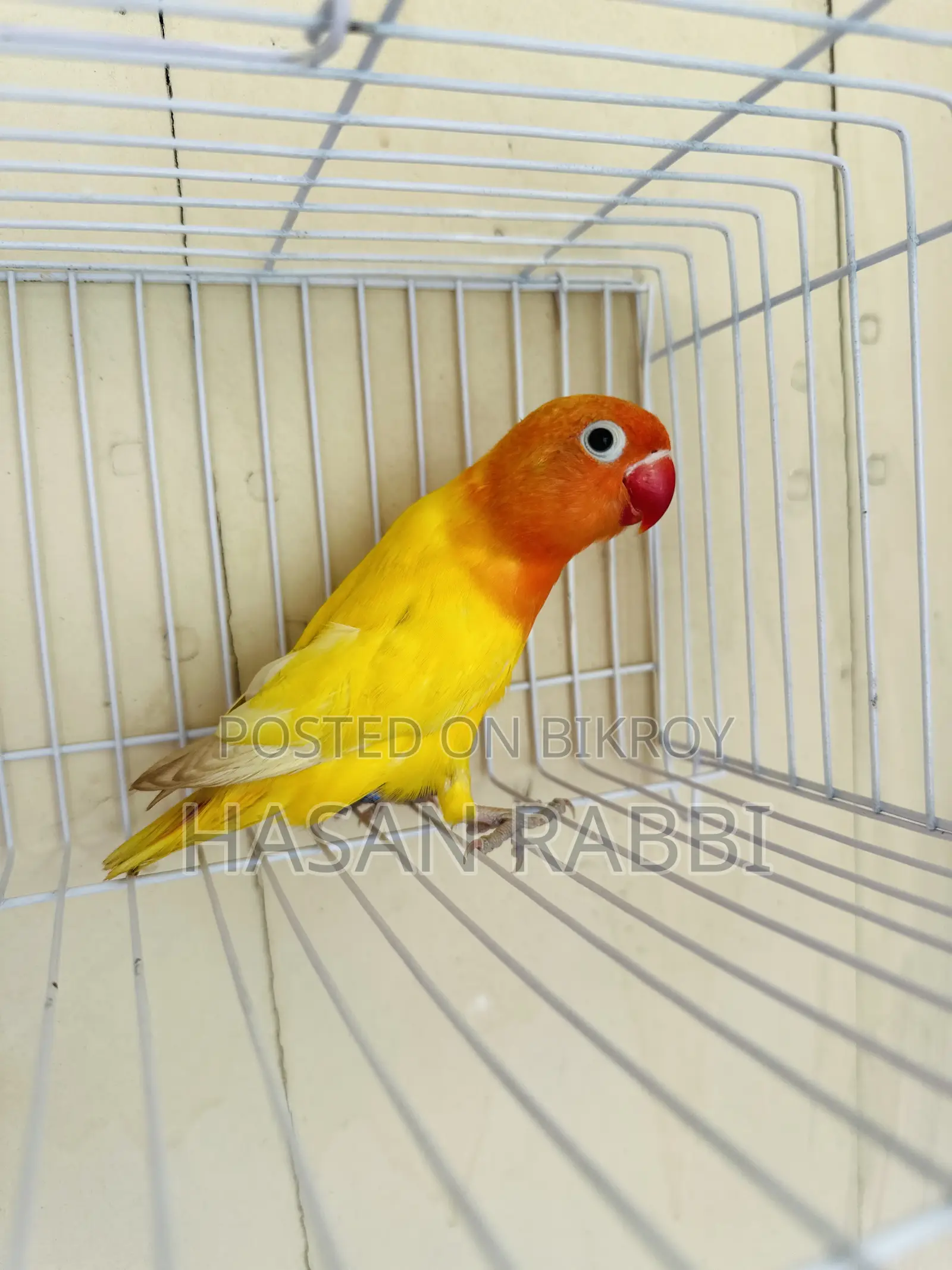 Decino Fischer Split Opaline DNA Male