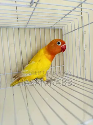 Decino Fischer Split Opaline DNA Male