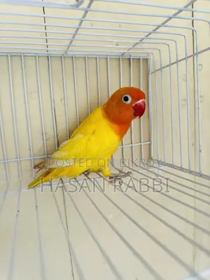 ডেকিনো ফিসার স্প্লিট অপলাইন ডিএনএ মেল