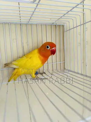 Decino Fischer Split Opaline DNA Male
