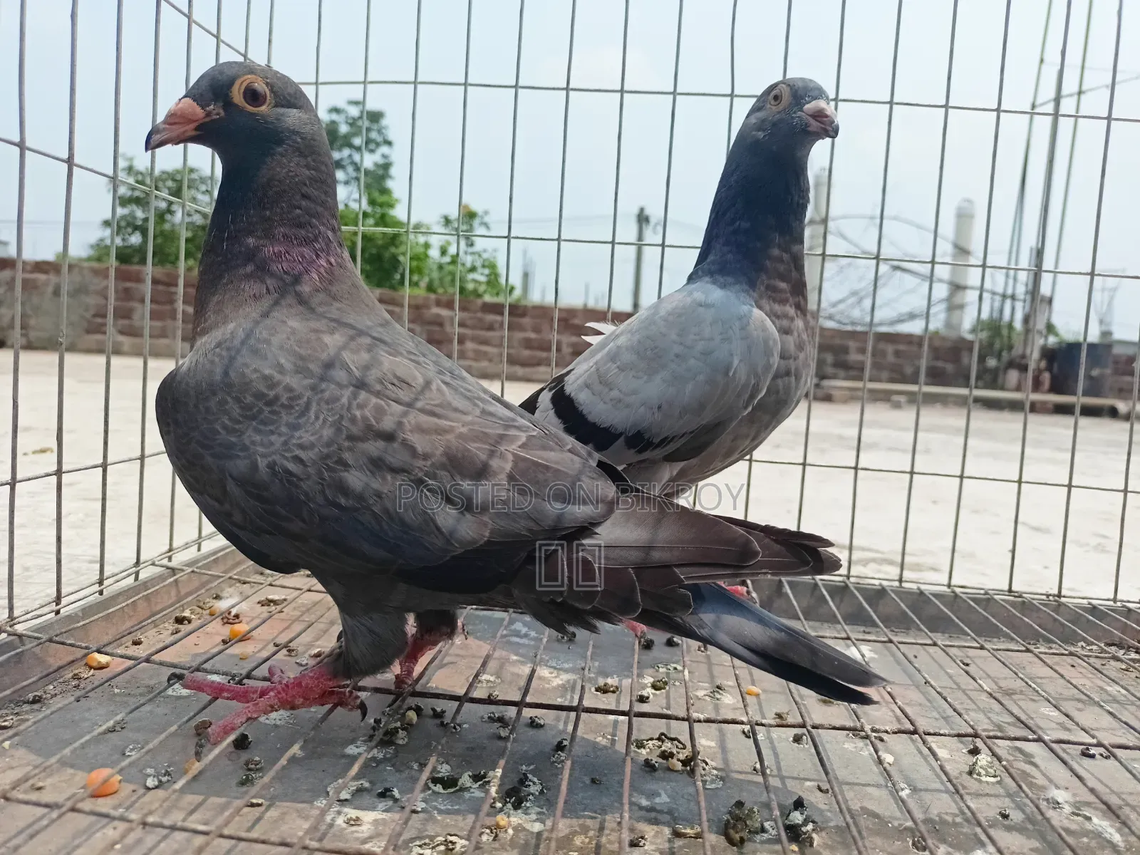 মাকসি, সবজি ও ব্ল্যাক চেকার বাচ্চা কবুতর