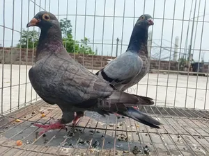 মাকসি, সবজি ও ব্ল্যাক চেকার বাচ্চা কবুতর