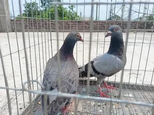 মাকসি, সবজি ও ব্ল্যাক চেকার বাচ্চা কবুতর