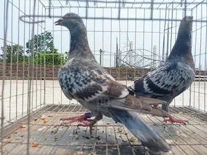 মাকসি, সবজি ও ব্ল্যাক চেকার বাচ্চা কবুতর