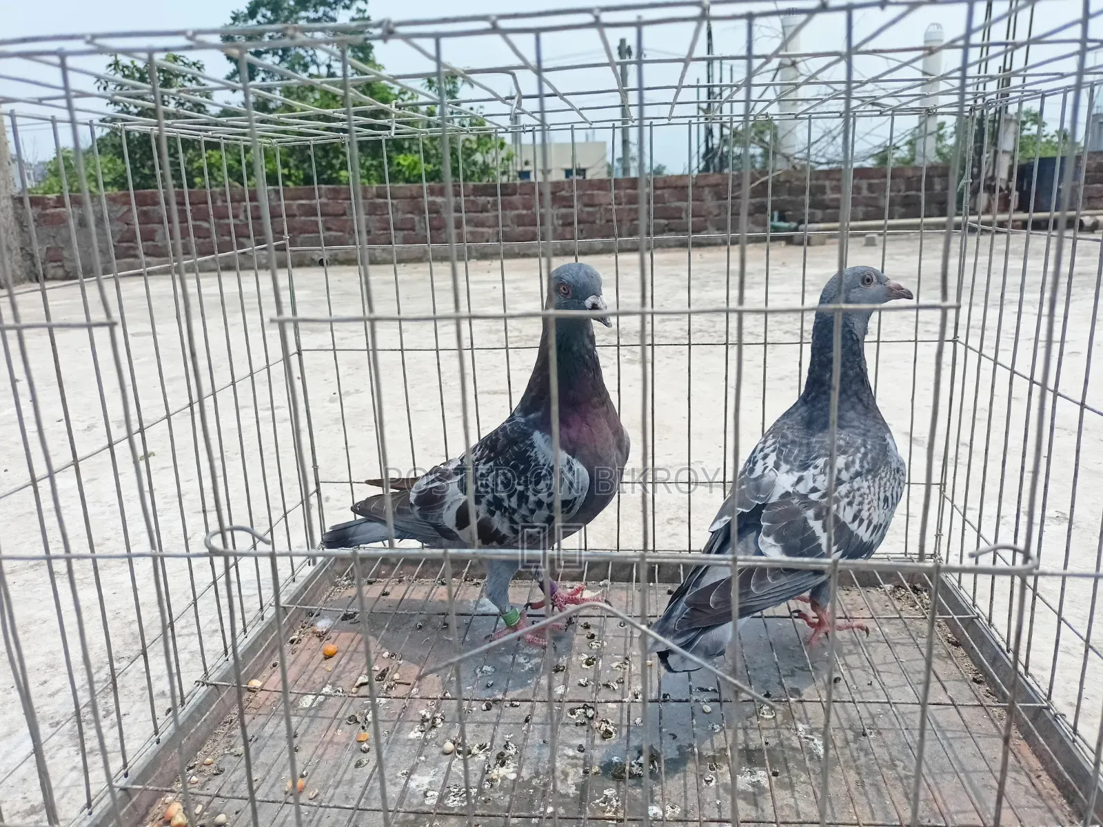 মাকসি, সবজি ও ব্ল্যাক চেকার বাচ্চা কবুতর