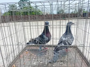 মাকসি, সবজি ও ব্ল্যাক চেকার বাচ্চা কবুতর