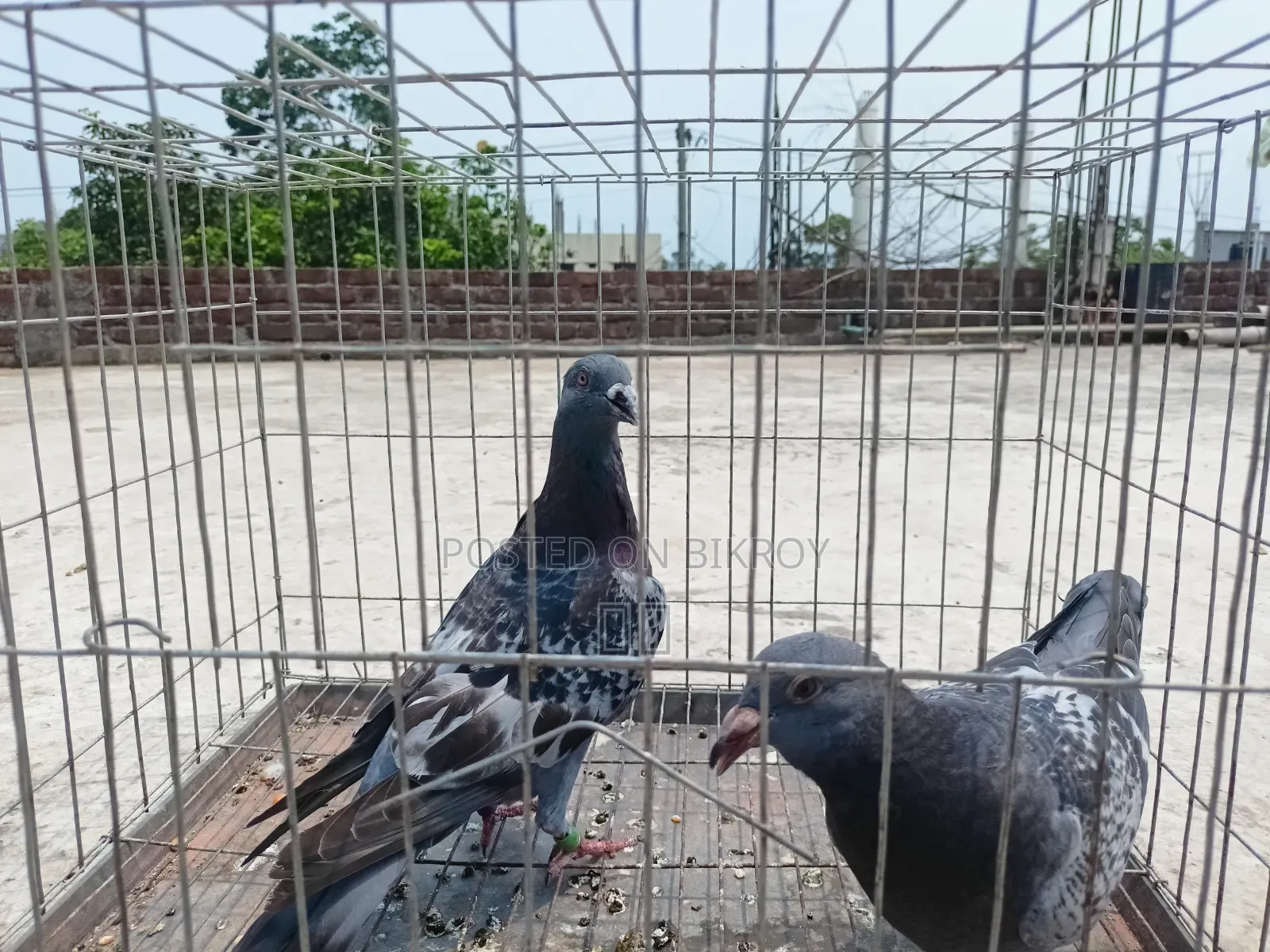 মাকসি, সবজি ও ব্ল্যাক চেকার বাচ্চা কবুতর