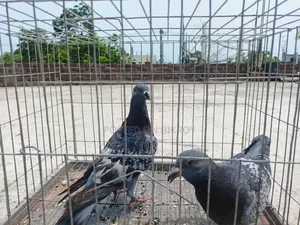 মাকসি, সবজি ও ব্ল্যাক চেকার বাচ্চা কবুতর