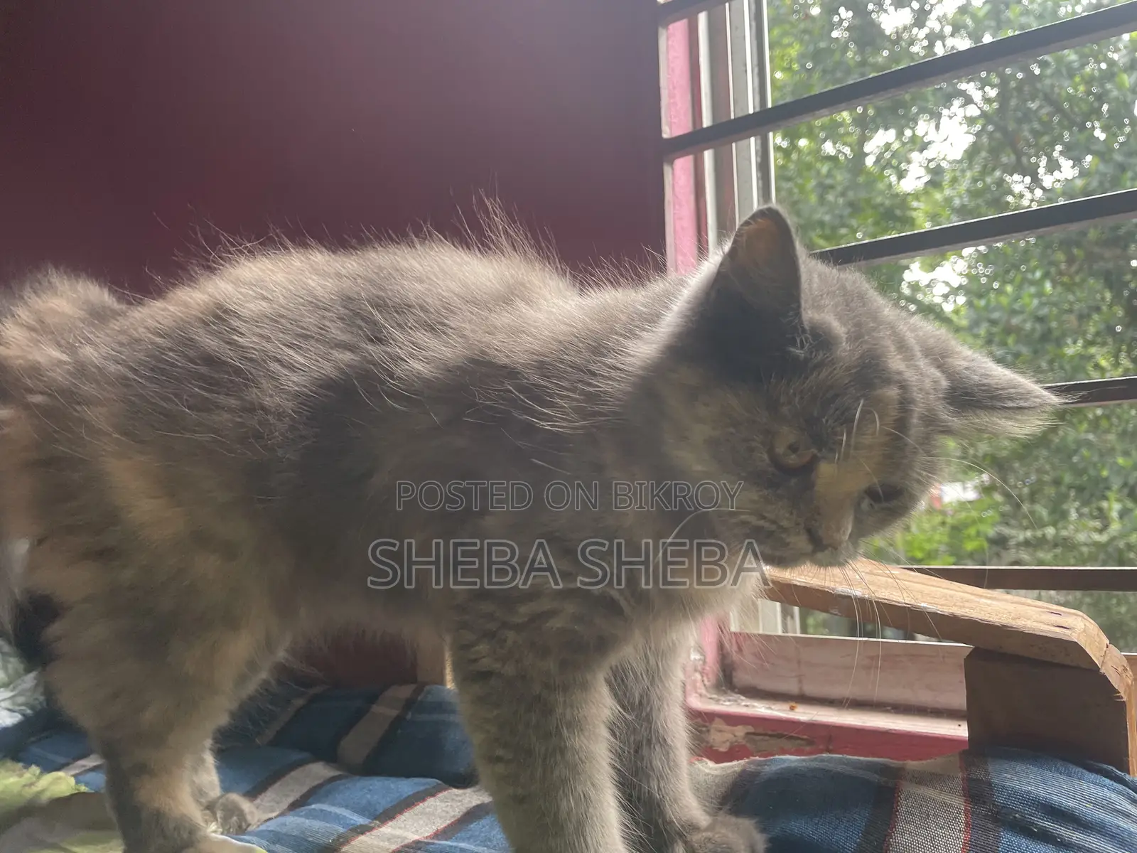 3-6 Months Female Purebred Persian