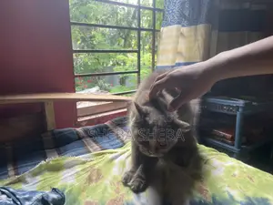 3-6 Months Female Purebred Persian