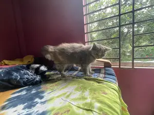৩-৬ মাসের মেয়ে পার্সিয়ান বিড়াল