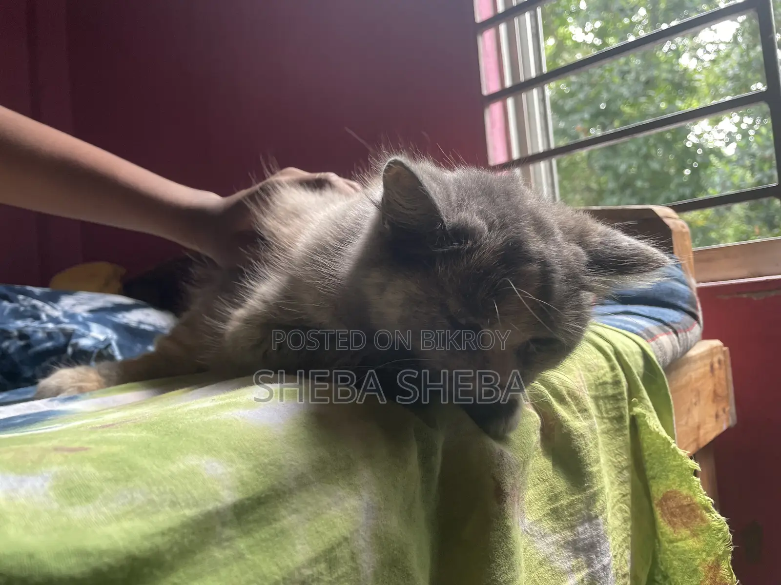 3-6 Months Female Purebred Persian