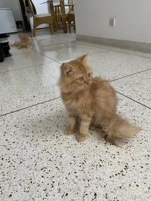 3-6 months Male Purebred Persian