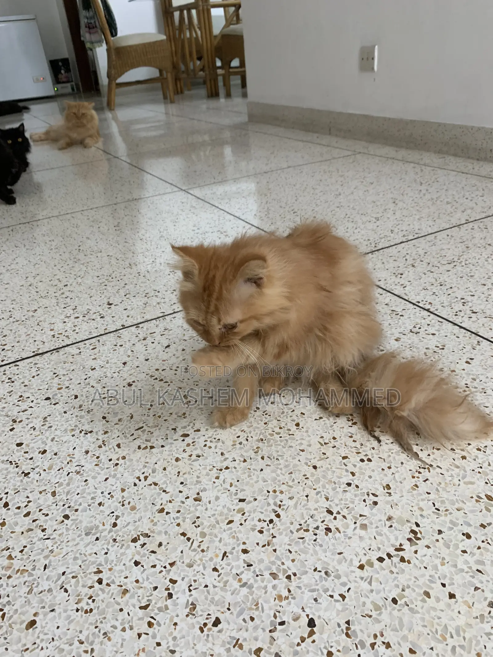 3-6 Months Male Purebred Persian