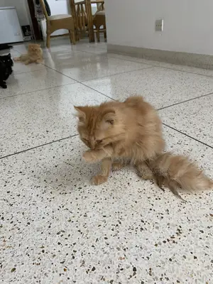 3-6 Months Male Purebred Persian