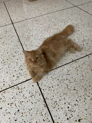 3-6 Months Male Purebred Persian