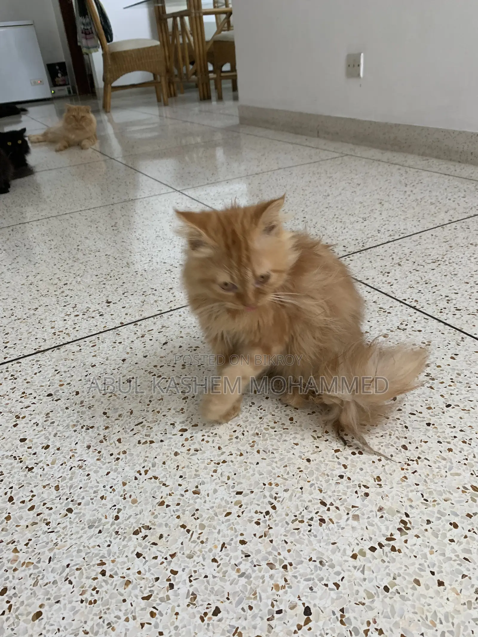 3-6 Months Male Purebred Persian