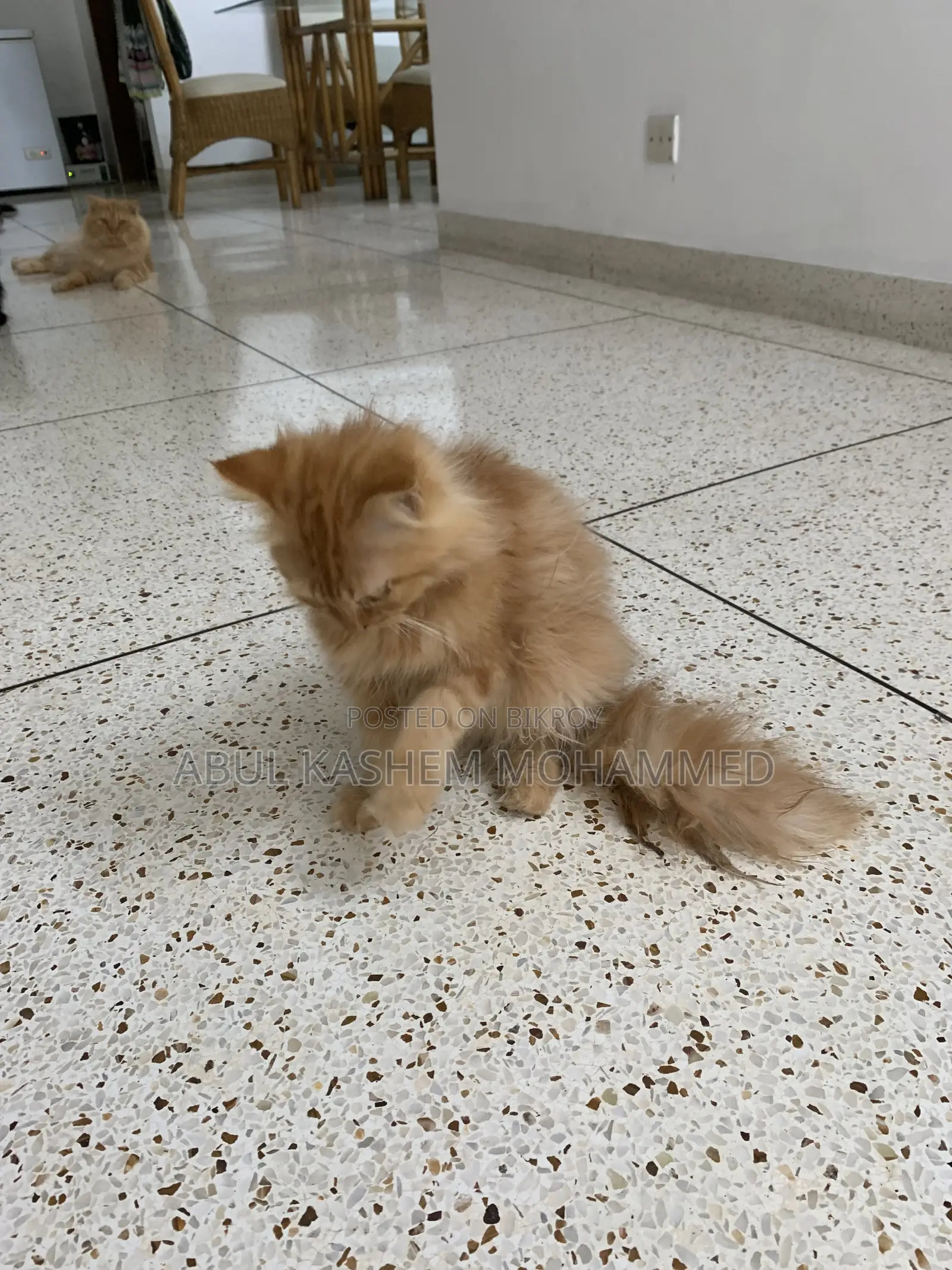 3-6 Months Male Purebred Persian
