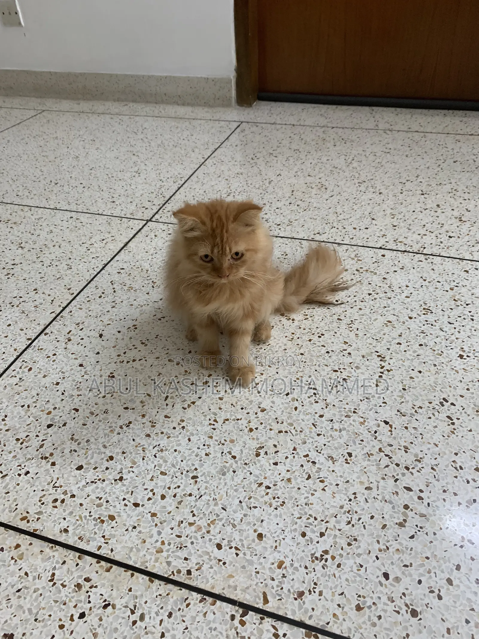 3-6 Months Male Purebred Persian