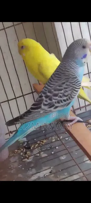 বাজ্রিগার ব্রিডিং পেয়ার