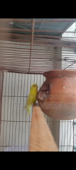 বাজ্রিগার ব্রিডিং পেয়ার