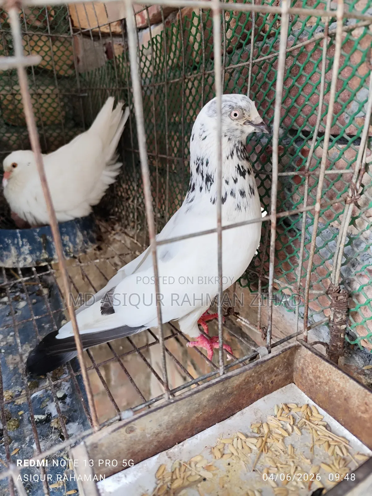Running Male Pigeon