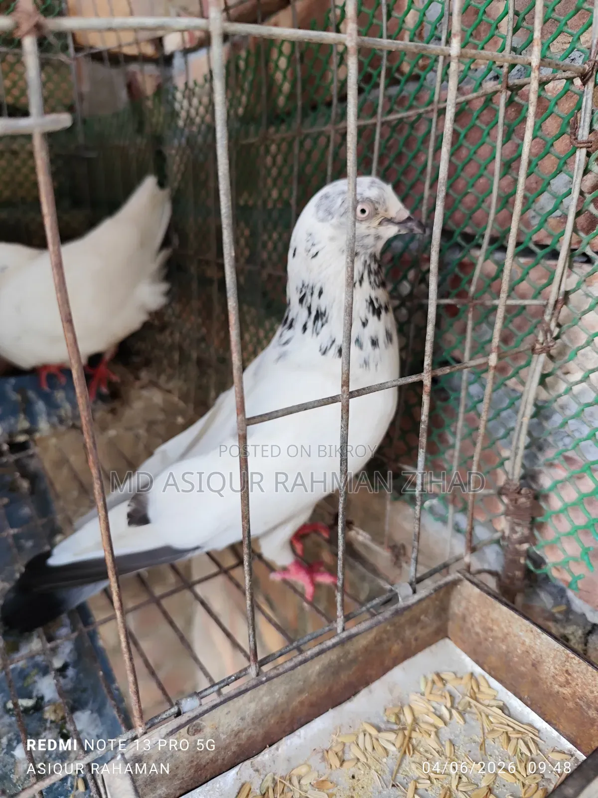 Running Male Pigeon