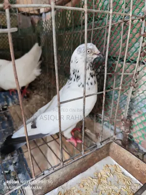 Running Male Pigeon