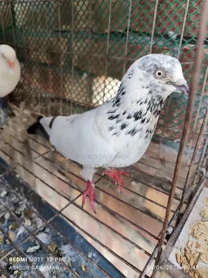 Running Male Pigeon