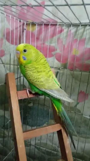 বাজরিকা মেল
