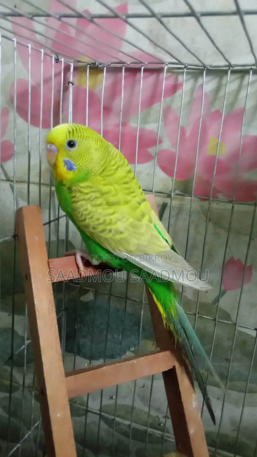 বাজরিকা মেল