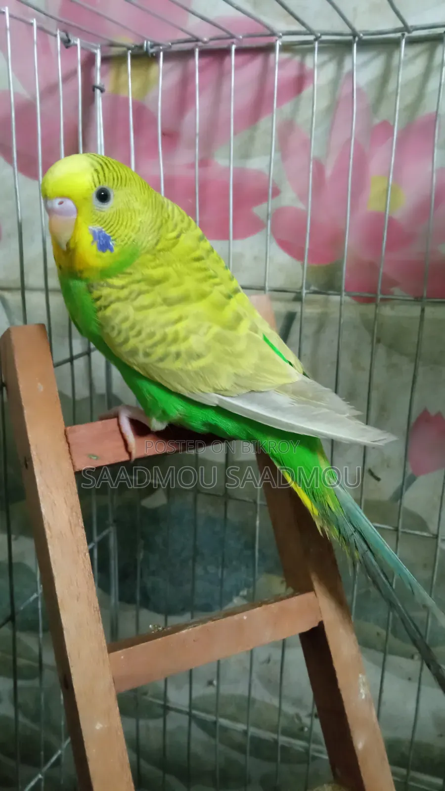 বাজরিকা মেল