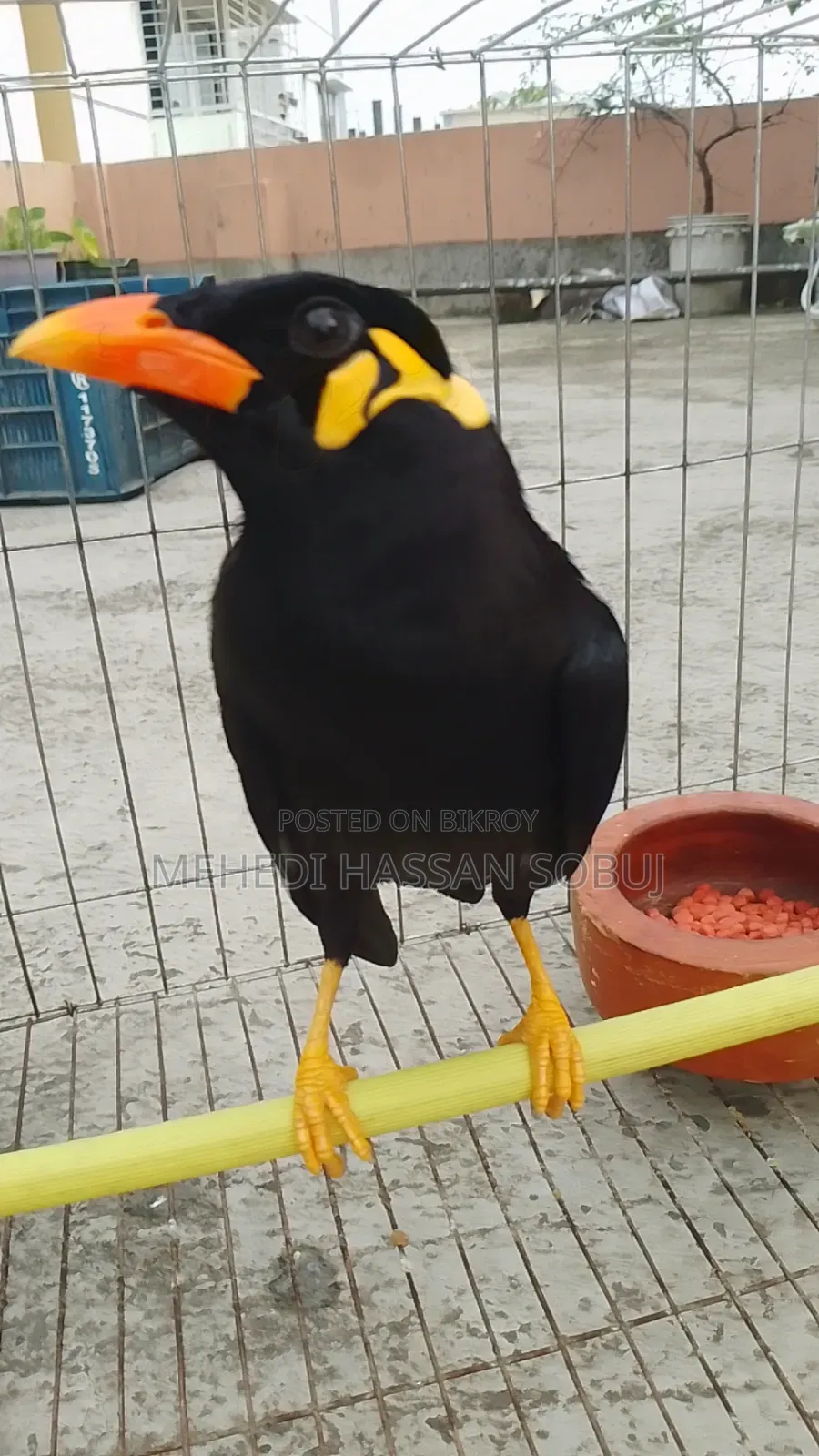 Moina Bird for sale